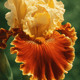 Ирис германский Sun in the Dark