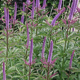 Вероникаструм виргинский Red Arrows