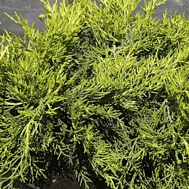 Можжевельник средний Gold Coast