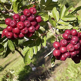 Рябина Титан Рябина Титан