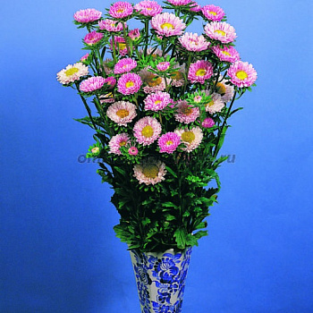 Астра Фан Пинк