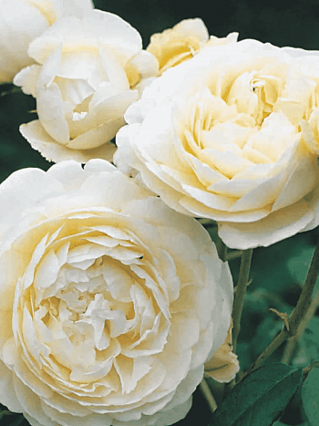 Роза Английская кустовая Patience