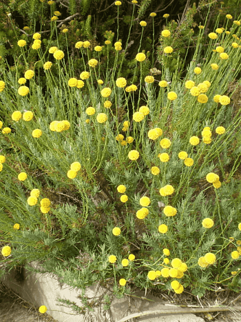 Сантолина Rosmarinifolia