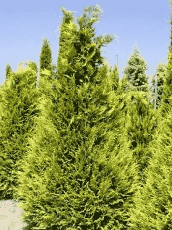 Кипарисовик Лавсона Stevarti