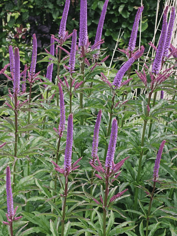 Вероникаструм виргинский Red Arrows