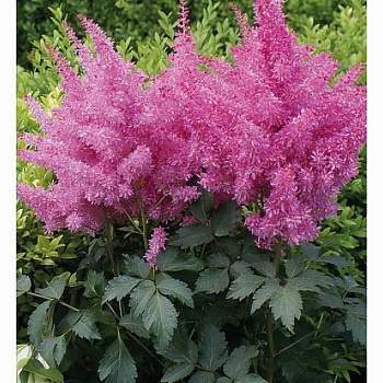 Астильба Арендса Ритм энд Бит