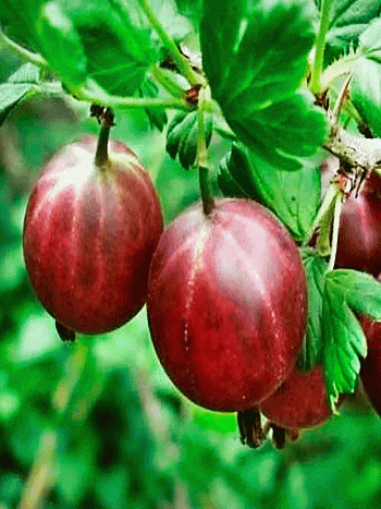 Крыжовник Финский красный