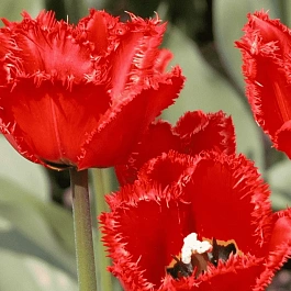 Тюльпан бахромчатый Crystal Beauty