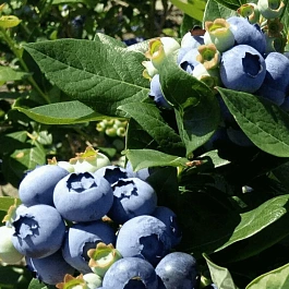 Голубика высокорослая Chandler