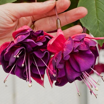 Фуксия Marbella Purple Rain