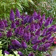 Буддлея Давида Butterfly Candy Little Purple 