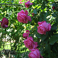 Роза плетистая Клайминг Баллет Роза плетистая Клайминг Баллет
