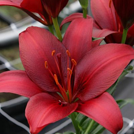 Лилия азиатская Нероне