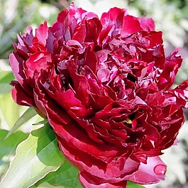 Пион травянистый Черри Хилл