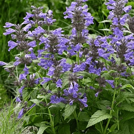 Котовник жилковый Neptune