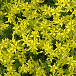 Очиток едкий Oktoberfest