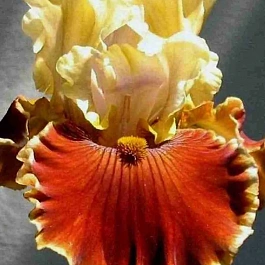 Ирис германский Sun in the Dark