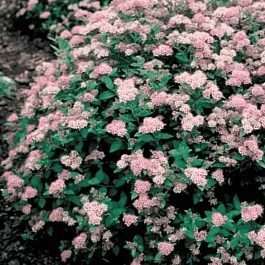 Спирея японская Little Princess