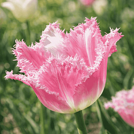 Тюльпан Dallas