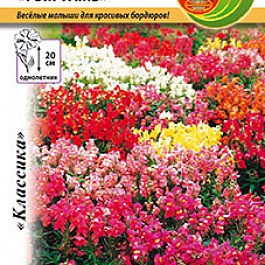 Львиный зев (Антирринум) Том Тамб