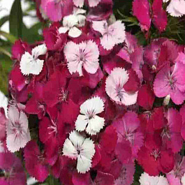 Гвоздика Dart Pink Magician