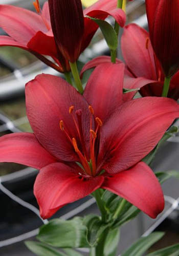 Лилия азиатская Нероне