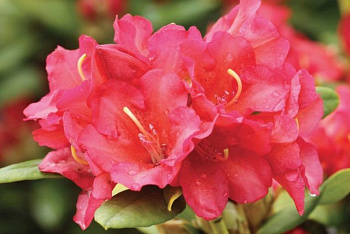 Рододендрон гибридный wladyslaw jagiello / royal red