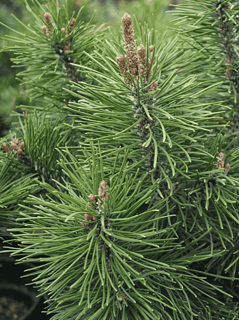 Сосна горная Knapenburg