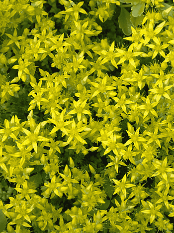 Очиток едкий Oktoberfest