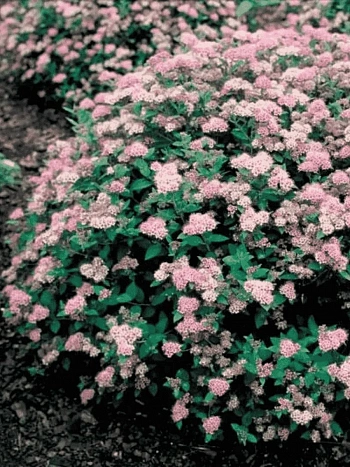 Спирея японская Little Princess