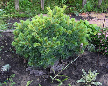 Сосна Веймутова Радиата