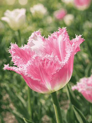 Тюльпан Dallas