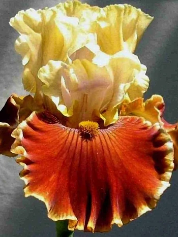 Ирис германский Sun in the Dark