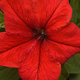 Петуния грандифлора Суперкаскад Ред Петуния грандифлора Суперкаскад Ред