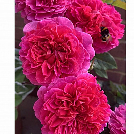 Роза английская парковая Габриэль Оук