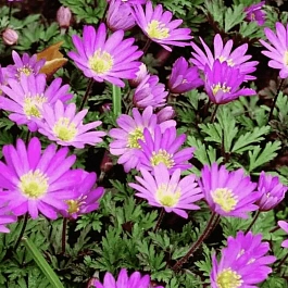 Анемона Violet Star