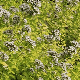 Душица обыкновенная Thumble`s Variety