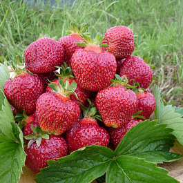 Земляника садовая Хоней