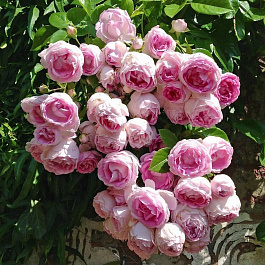 Роза плетистая Жасмина Роза плетистая Жасмина