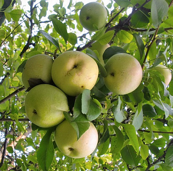 Яблоня Кутузовец