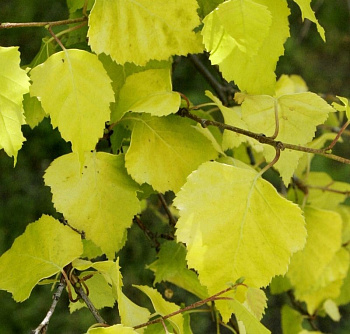 Берёза повислая Golden Cloud