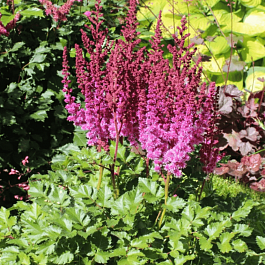 Астильба гибридная Purple Rain