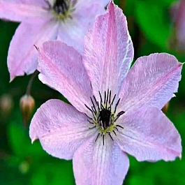 Клематис  Клематис Fairydust 