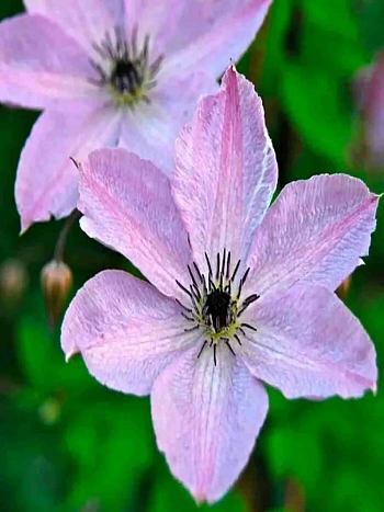 Клематис  Клематис Fairydust 