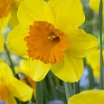 Нарцисс Pimpernel