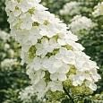 Гортензия дуболистная Snow Queen