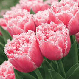 Тюльпан Queensland