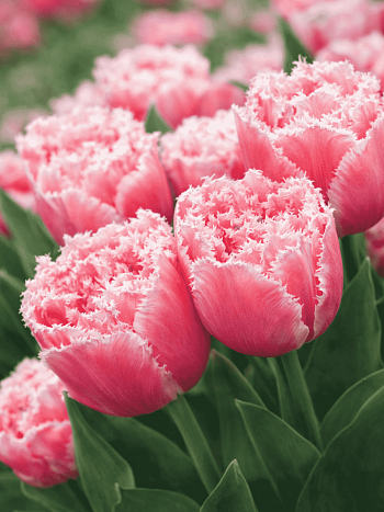 Тюльпан Queensland