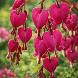 Дицентра изящная Bacchanal