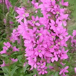 Дербенник иволистный Rosy Gem